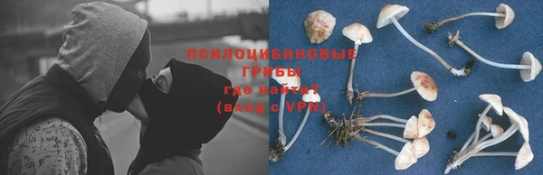 индика Абаза